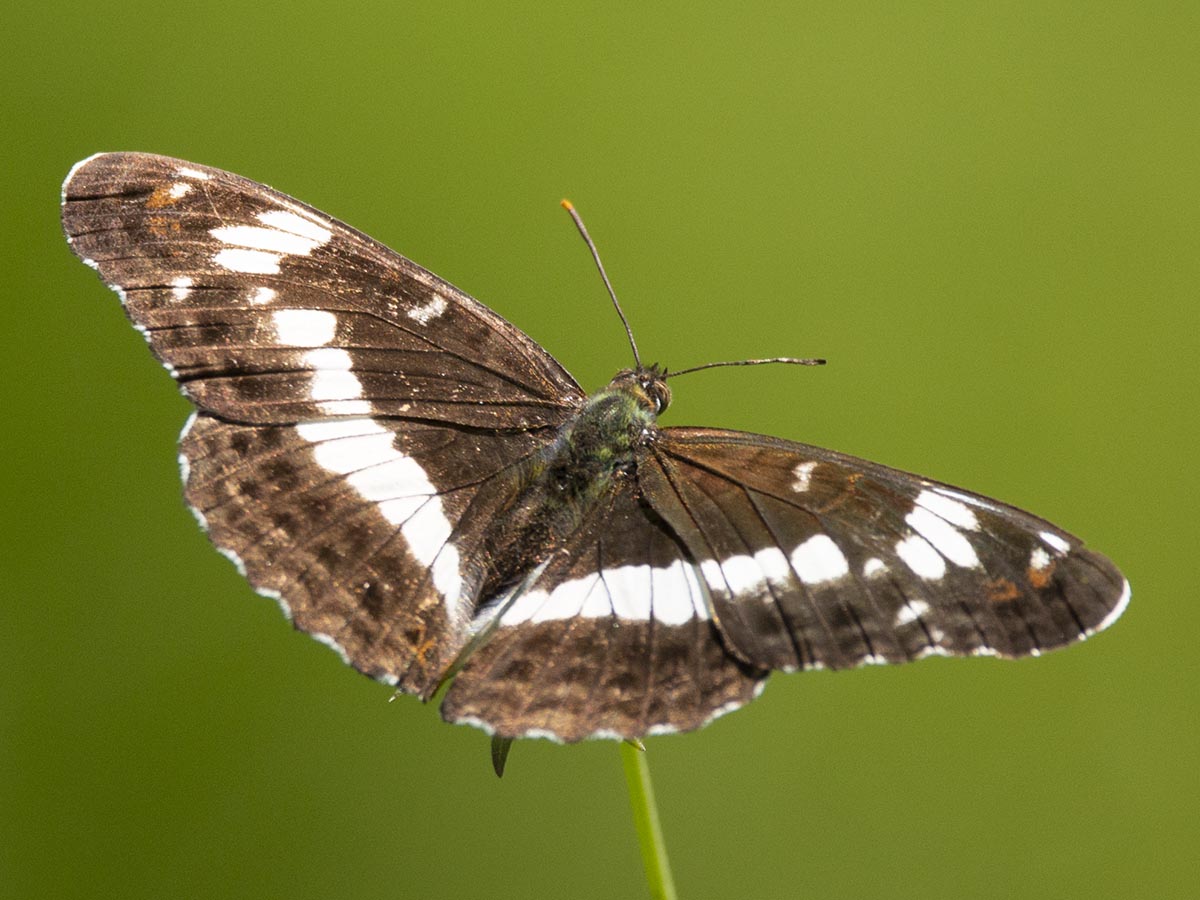 Habitus Oberseite